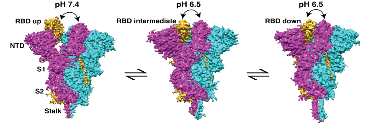 Frontiers Mutations Of The SARS-CoV-2 Spike Glycoprotein